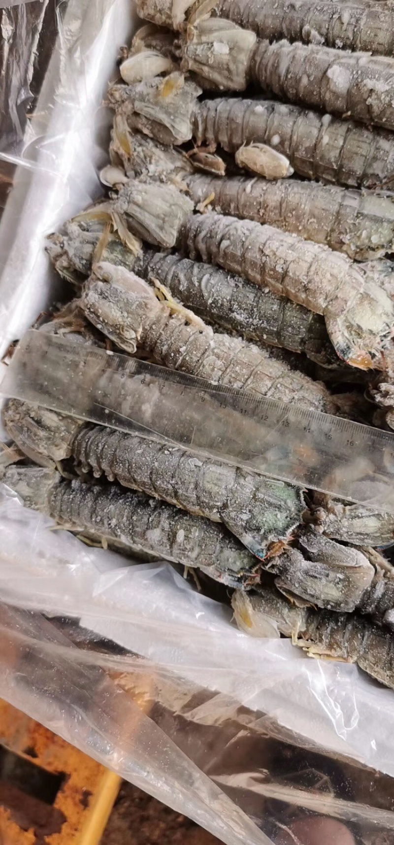 辽宁东港黄海冷冻皮皮虾公母都有
