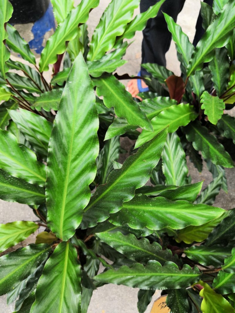 热手盆栽_波浪竹芋160杯北欧风格长势好