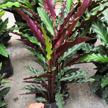 热手盆栽_波浪竹芋160杯北欧风格长势好