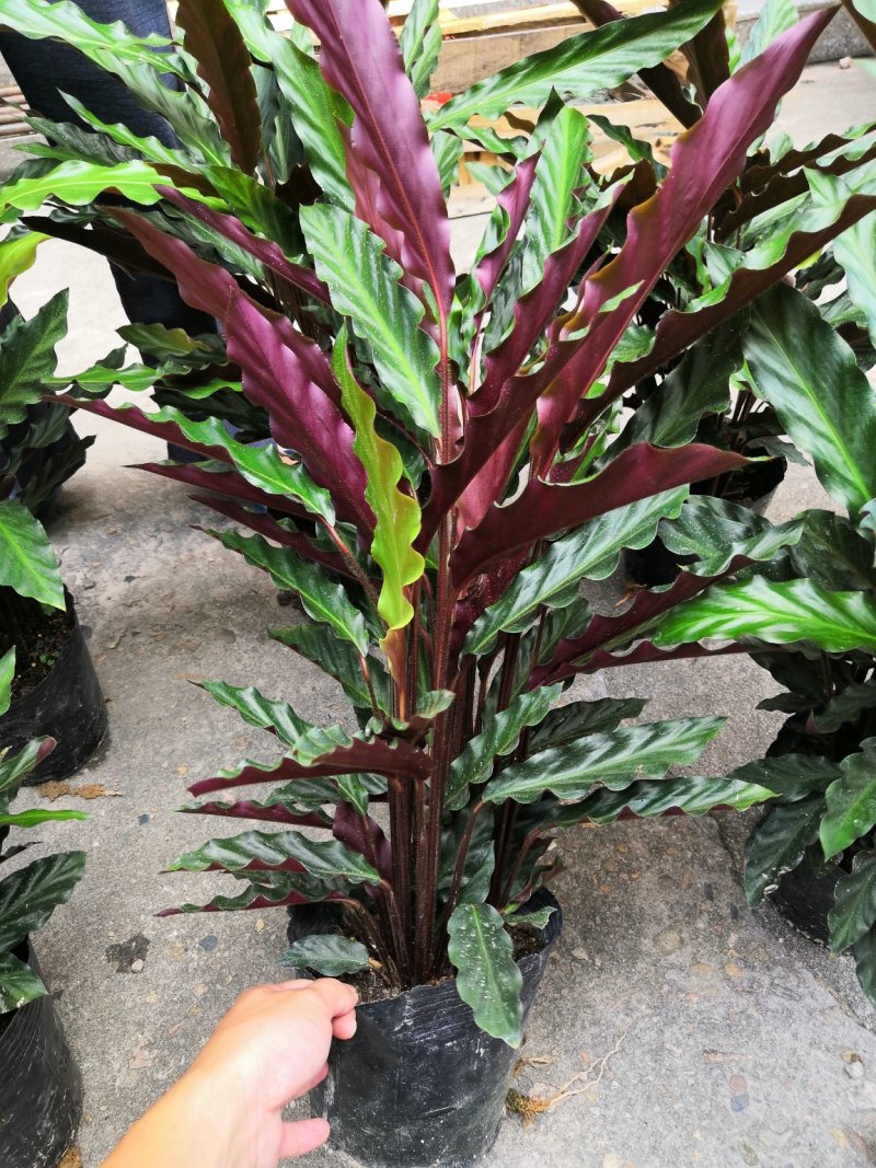 热手盆栽_波浪竹芋160杯北欧风格长势好
