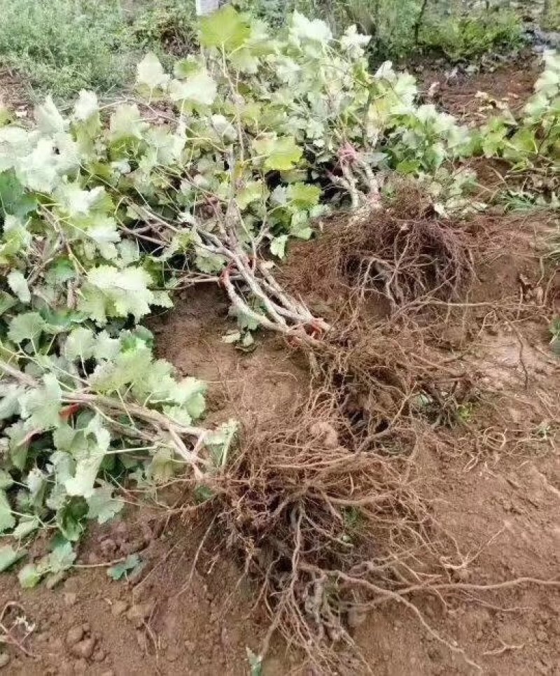 巨峰葡萄树