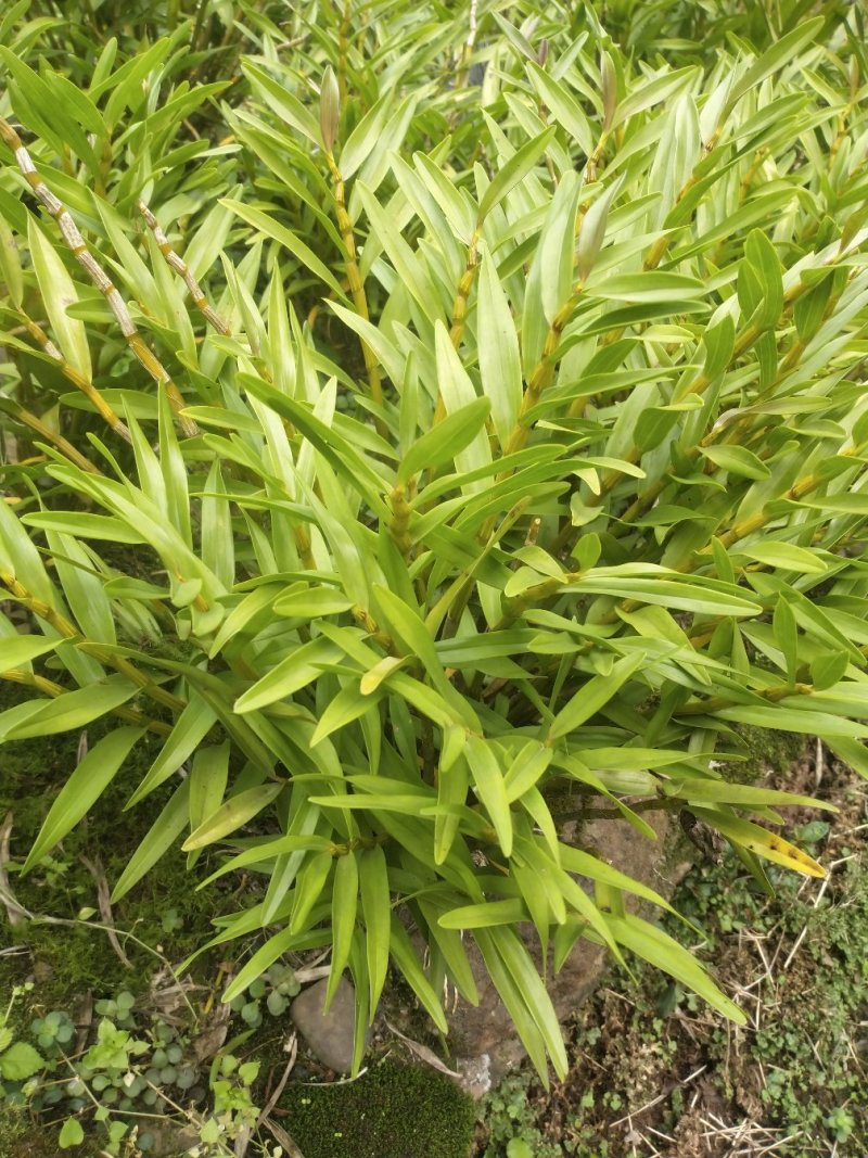 石斛苗，夹江叠鞘石斛产地批发一系列