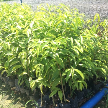 供应沉香苗，黄花梨苗珍贵树苗