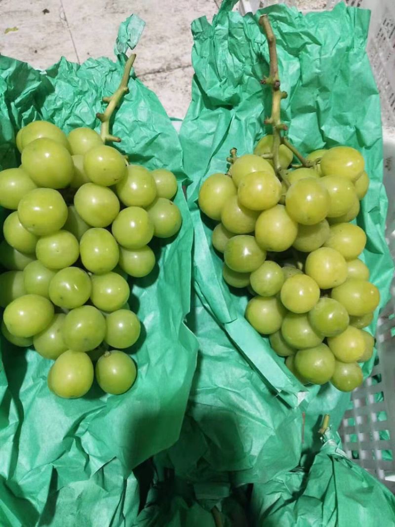 阳光玫瑰葡萄大量上市中单果8克以上口感香甜