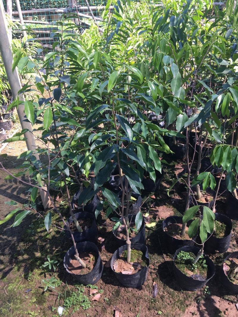 棋楠沉香苗奇楠沉香嫁接沉香苗