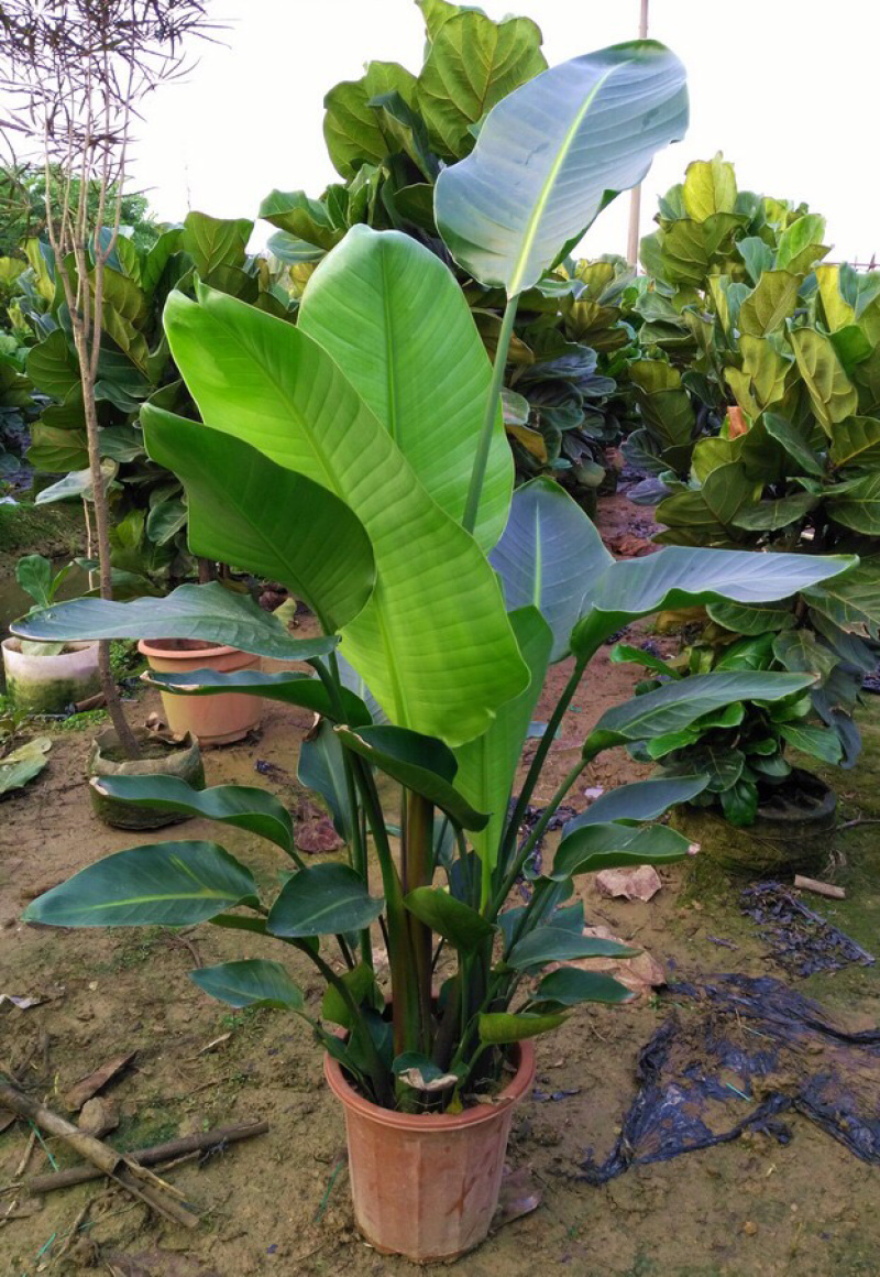天堂鸟植物室内大型盆栽鹤望兰客厅办公室花卉网红绿植