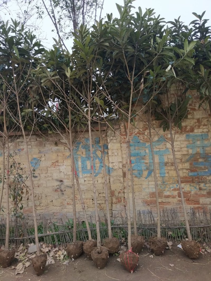 【枇杷树苗】常年供应1-6分精品枇把树，支持实地看货，