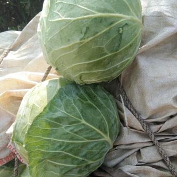 包菜