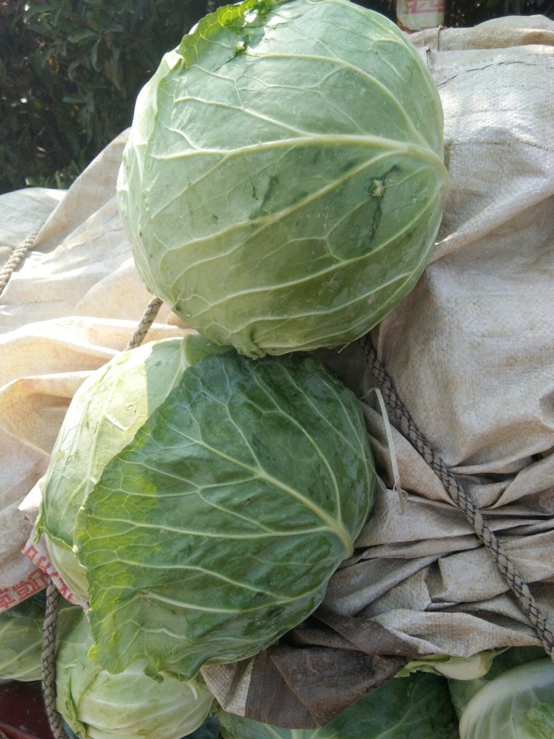 包菜