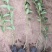 独杆连翘藤本植物连翘苗绿化药用都可以南北种植经济实惠