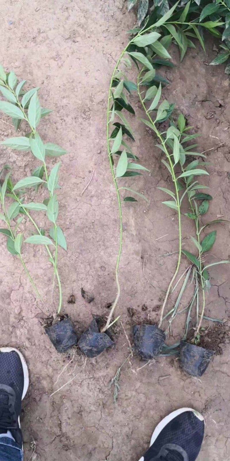 独杆连翘藤本植物连翘苗绿化药用都可以南北种植经济实惠