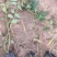 独杆连翘藤本植物连翘苗绿化药用都可以南北种植经济实惠