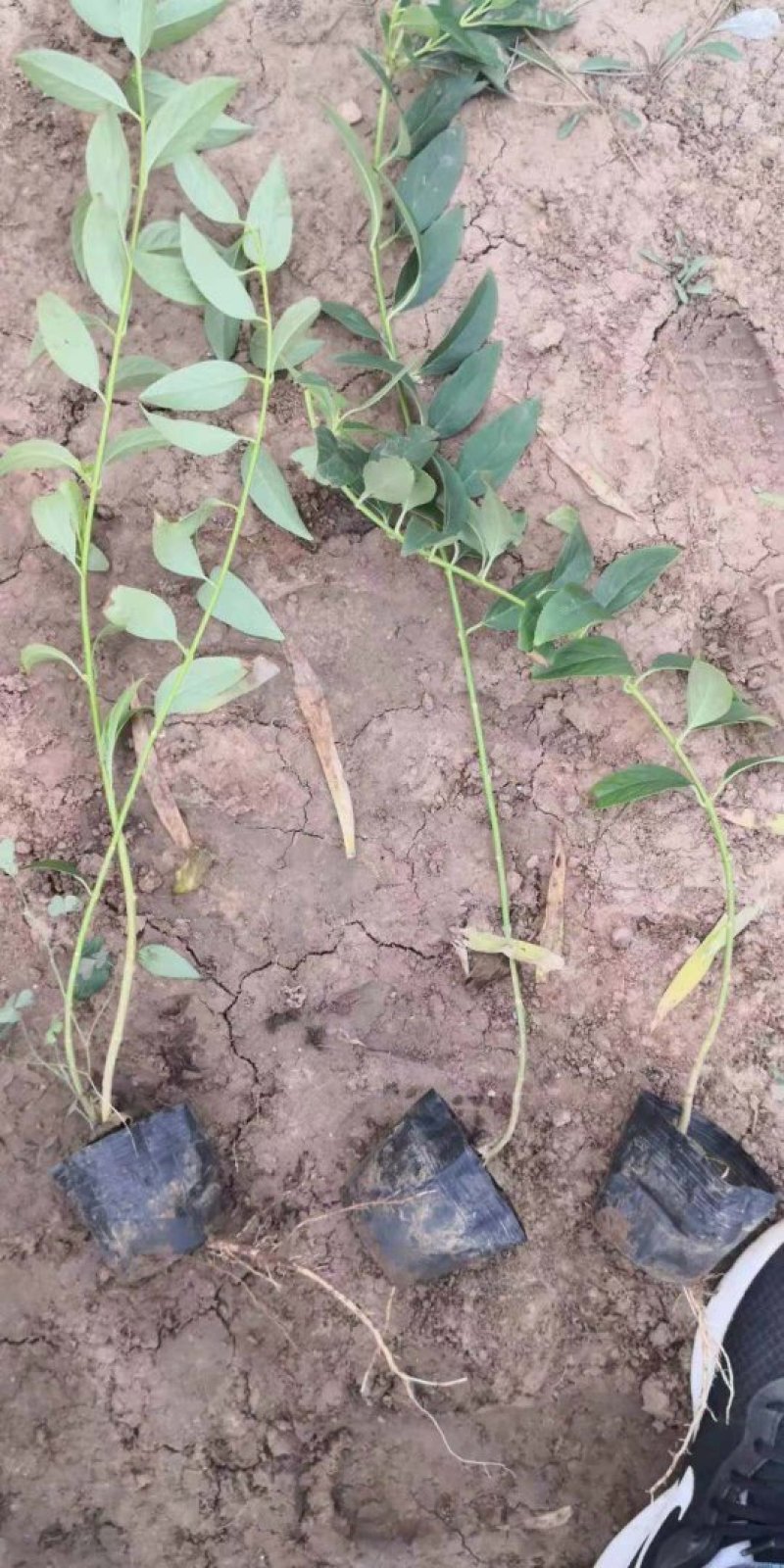 独杆连翘藤本植物连翘苗绿化药用都可以南北种植经济实惠