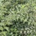 独杆连翘藤本植物连翘苗绿化药用都可以南北种植经济实惠