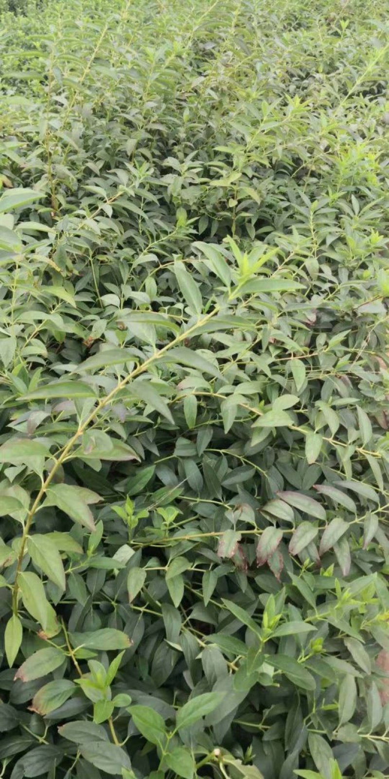 独杆连翘藤本植物连翘苗绿化药用都可以南北种植经济实惠