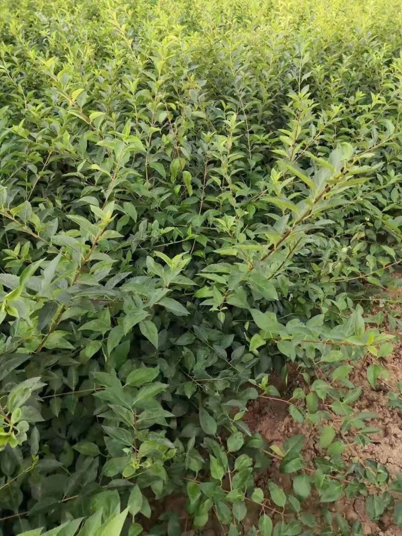 独杆连翘藤本植物连翘苗绿化药用都可以南北种植经济实惠