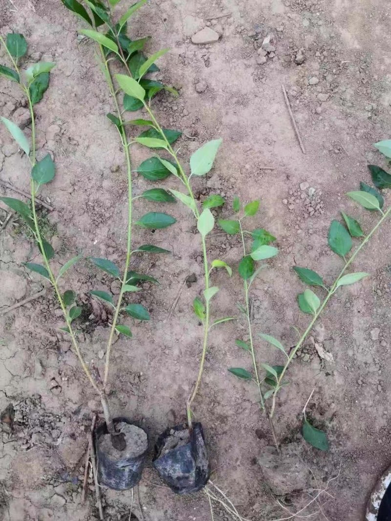 独杆连翘藤本植物连翘苗绿化药用都可以南北种植经济实惠