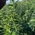 独杆连翘藤本植物连翘苗绿化药用都可以南北种植经济实惠