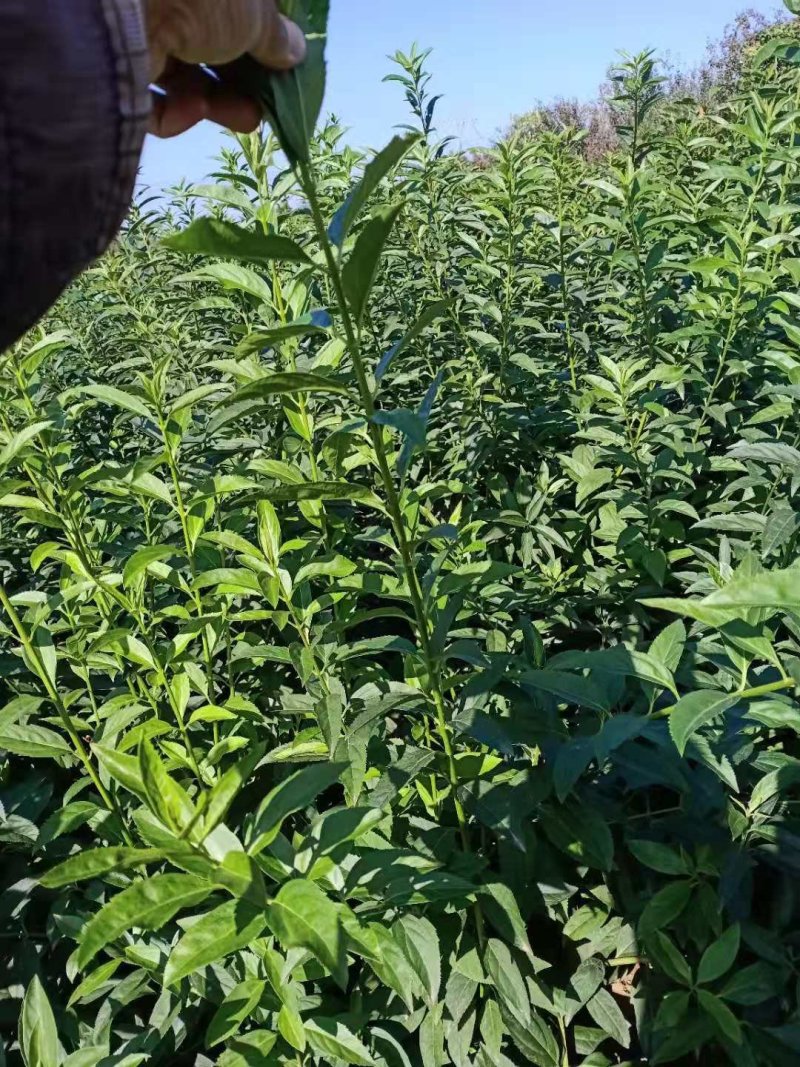 独杆连翘藤本植物连翘苗绿化药用都可以南北种植经济实惠