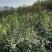 独杆连翘藤本植物连翘苗绿化药用都可以南北种植经济实惠