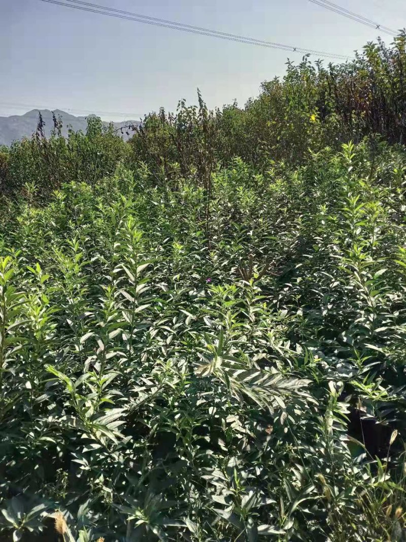 独杆连翘藤本植物连翘苗绿化药用都可以南北种植经济实惠