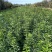 独杆连翘藤本植物连翘苗绿化药用都可以南北种植经济实惠
