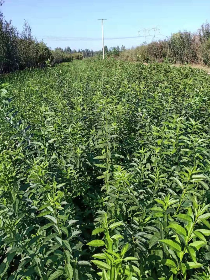 独杆连翘藤本植物连翘苗绿化药用都可以南北种植经济实惠