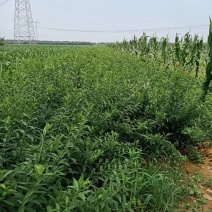 独杆连翘藤本植物连翘苗绿化药用都可以南北种植经济实惠
