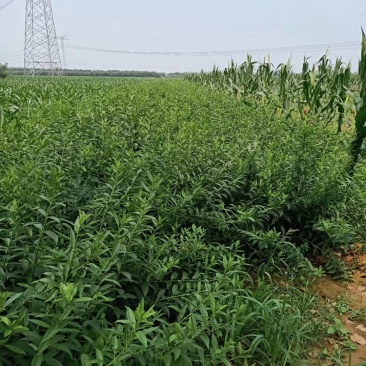 独杆连翘藤本植物连翘苗绿化药用都可以南北种植经济实惠