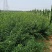 独杆连翘藤本植物连翘苗绿化药用都可以南北种植经济实惠