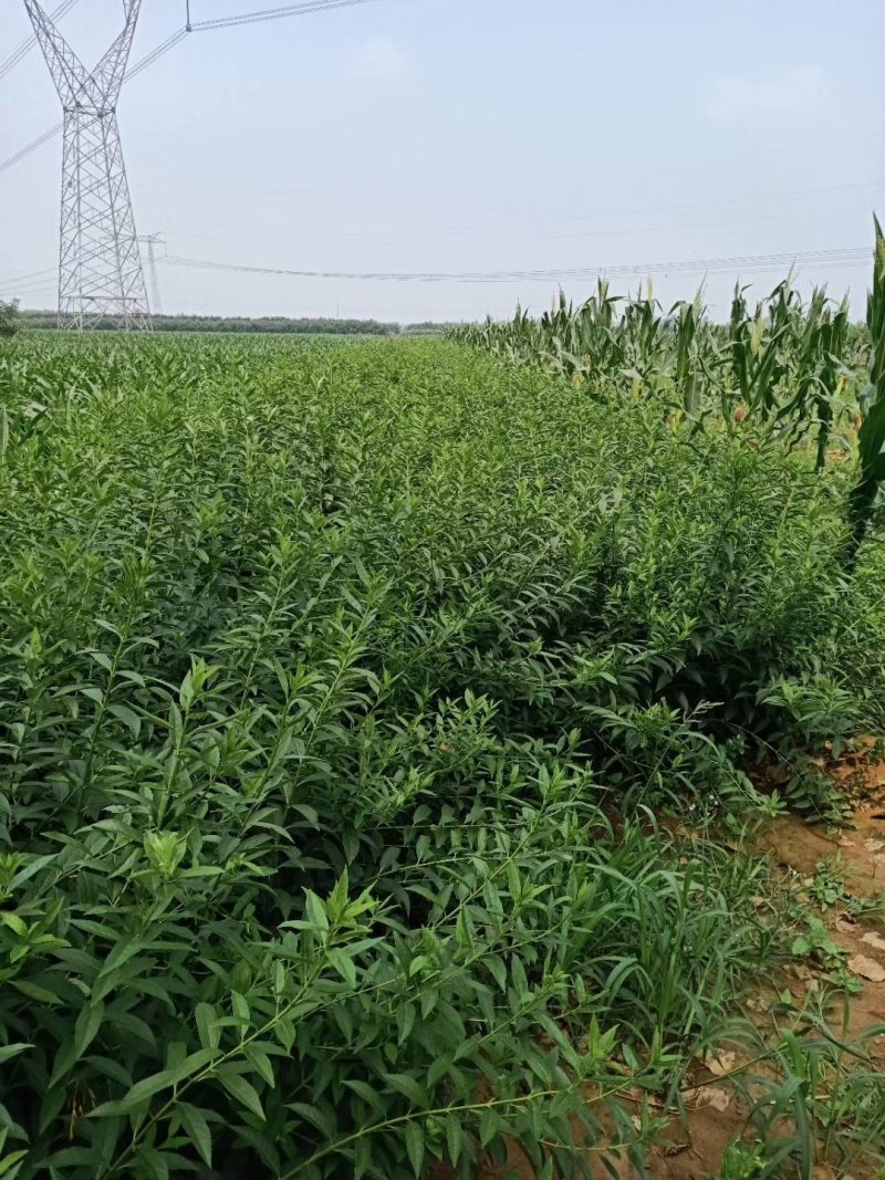 独杆连翘藤本植物连翘苗绿化药用都可以南北种植经济实惠