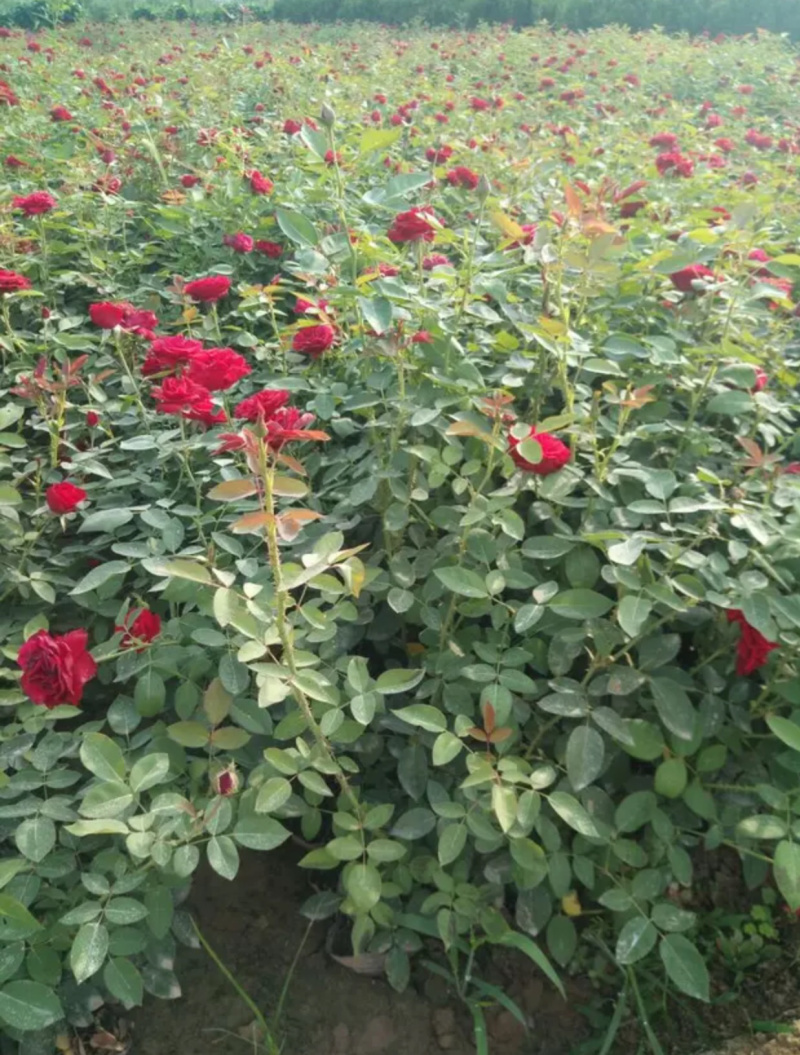 月季月月红月季食用月季花可入药情人节送女友