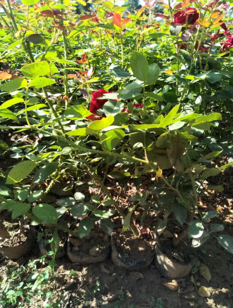 月季月月红月季食用月季花可入药情人节送女友