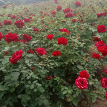 月季月月红月季食用月季花可入药情人节送女友