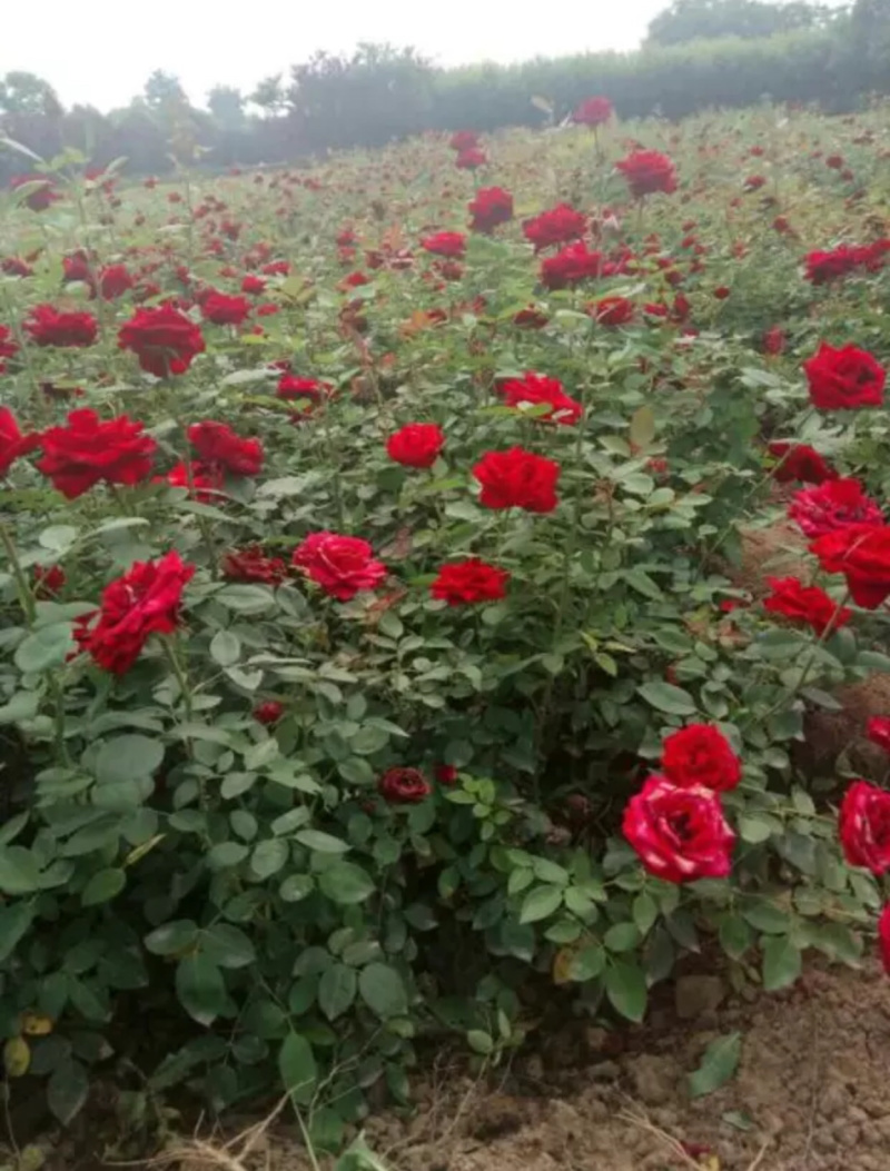 月季月月红月季食用月季花可入药情人节送女友