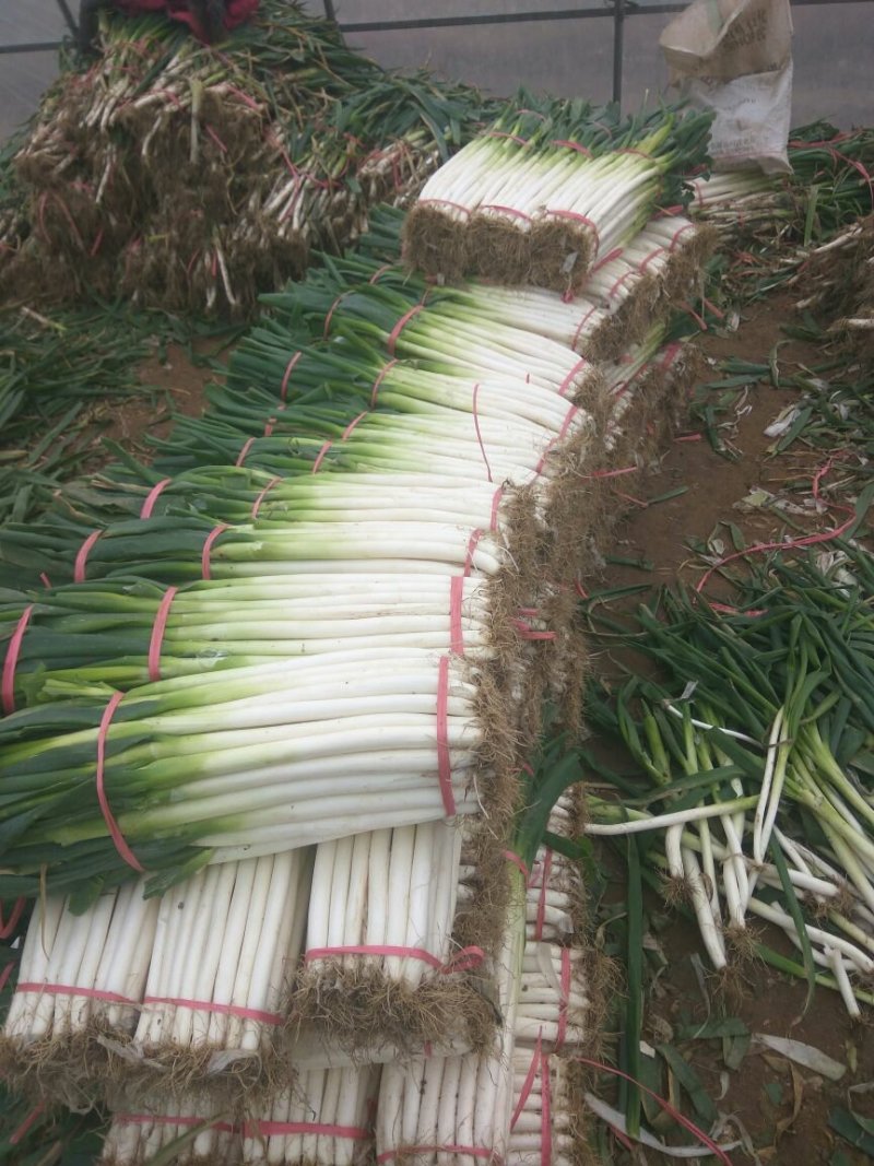 新野大葱上市了，欢迎骚扰