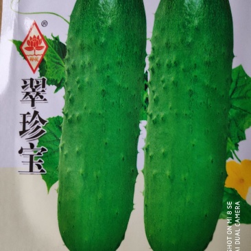翠珍宝黄瓜种子中晚熟瓜条棒形瓜皮翠绿色清香味浓