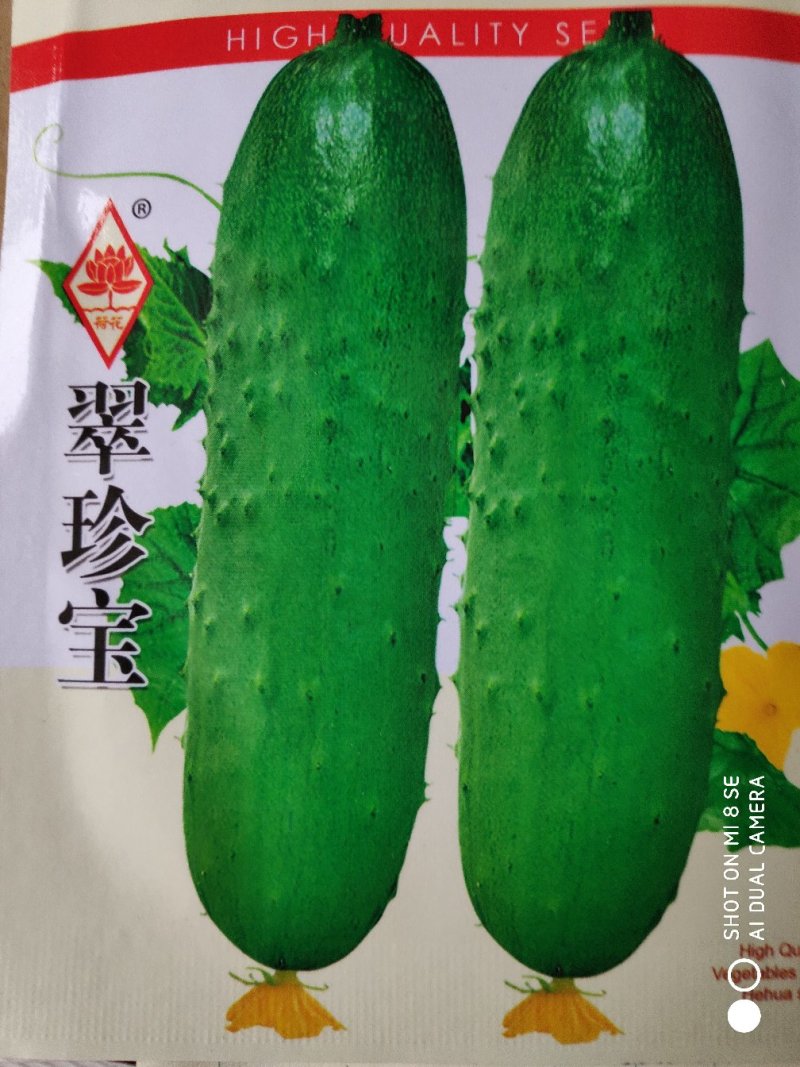 翠珍宝黄瓜种子中晚熟瓜条棒形瓜皮翠绿色清香味浓