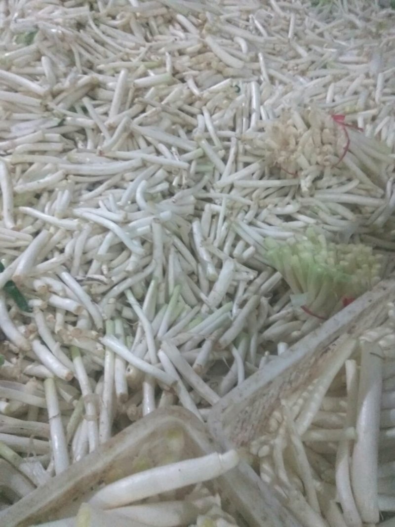 新野大葱上市了，欢迎骚扰