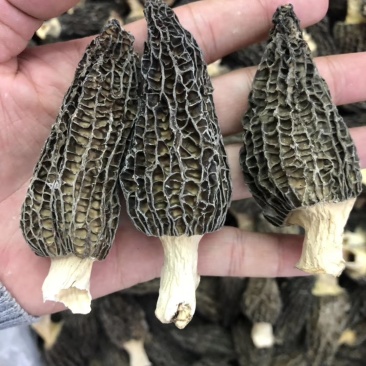 羊肚菌，羊肚菌干货，鲜货