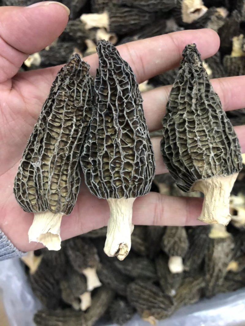 羊肚菌，羊肚菌干货，鲜货