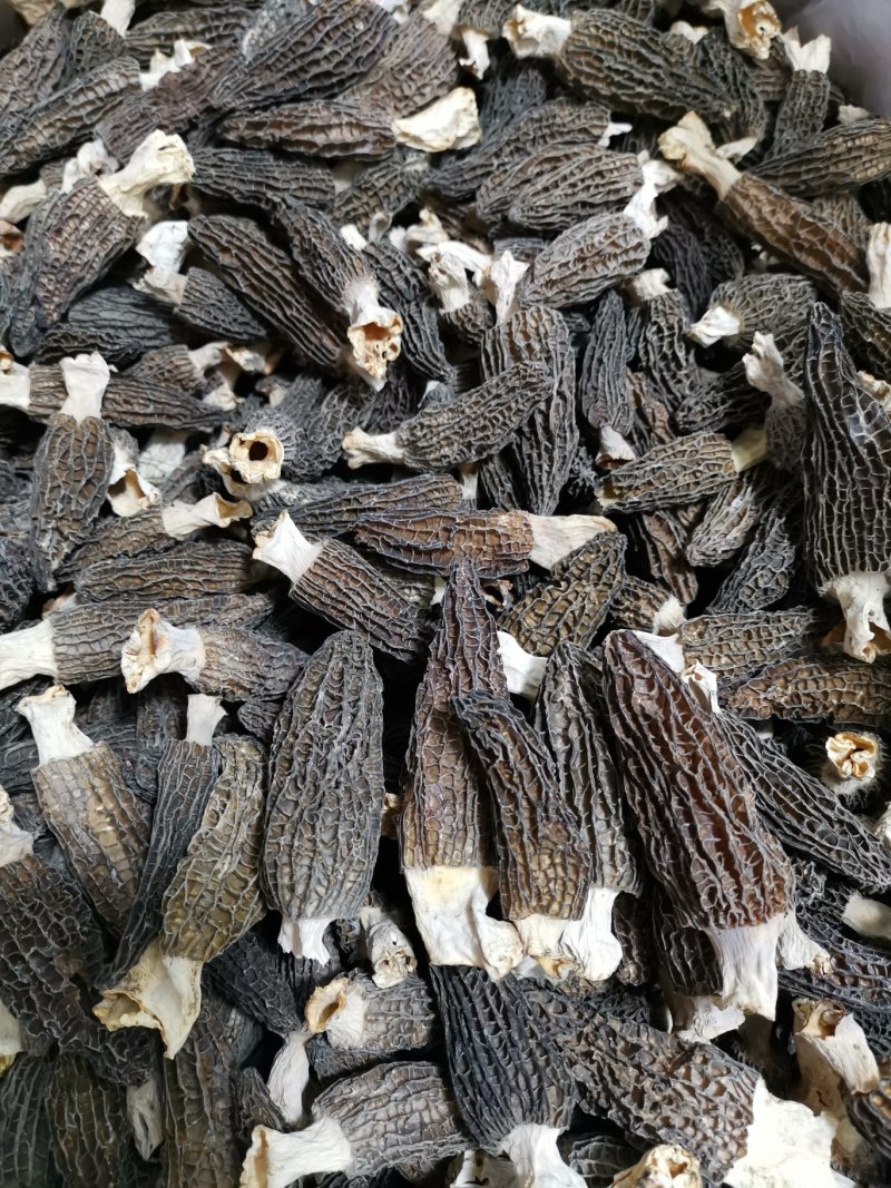 羊肚菌，羊肚菌干货，鲜货