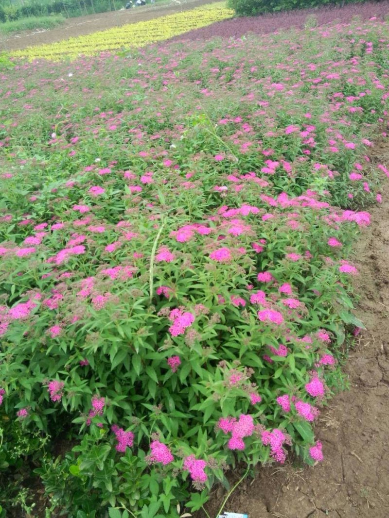 绣线菊-麻叶绣线菊-金山绣线菊-金焰绣线菊量大供应