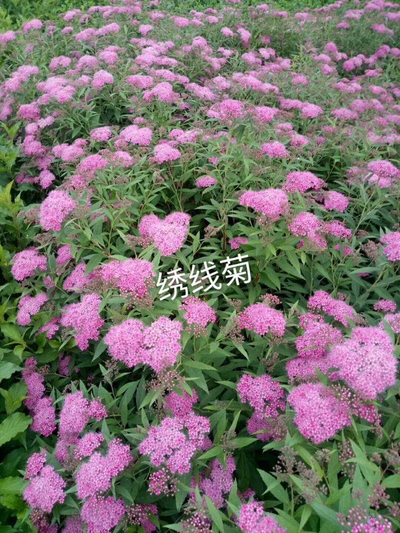 绣线菊-麻叶绣线菊-金山绣线菊-金焰绣线菊量大供应