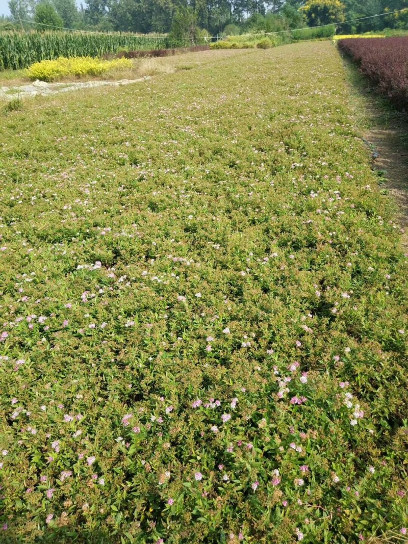 绣线菊-麻叶绣线菊-金山绣线菊-金焰绣线菊量大供应