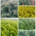 绣线菊-麻叶绣线菊-金山绣线菊-金焰绣线菊量大供应