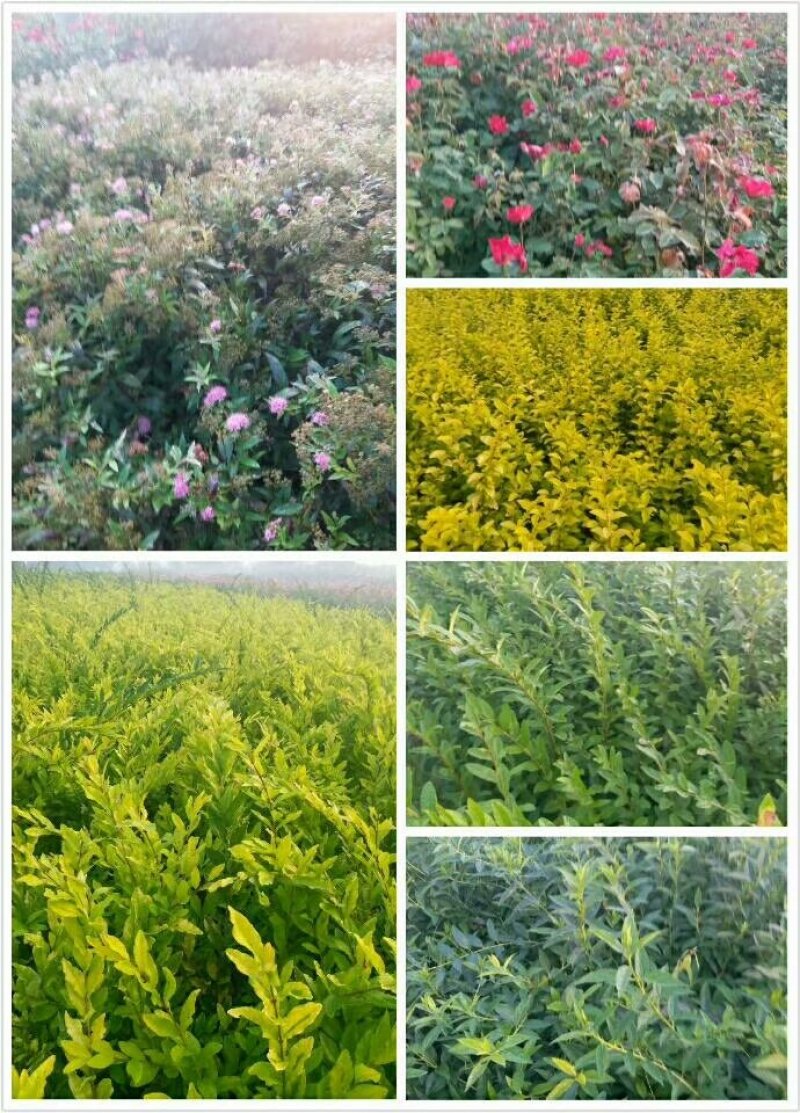 绣线菊-麻叶绣线菊-金山绣线菊-金焰绣线菊量大供应