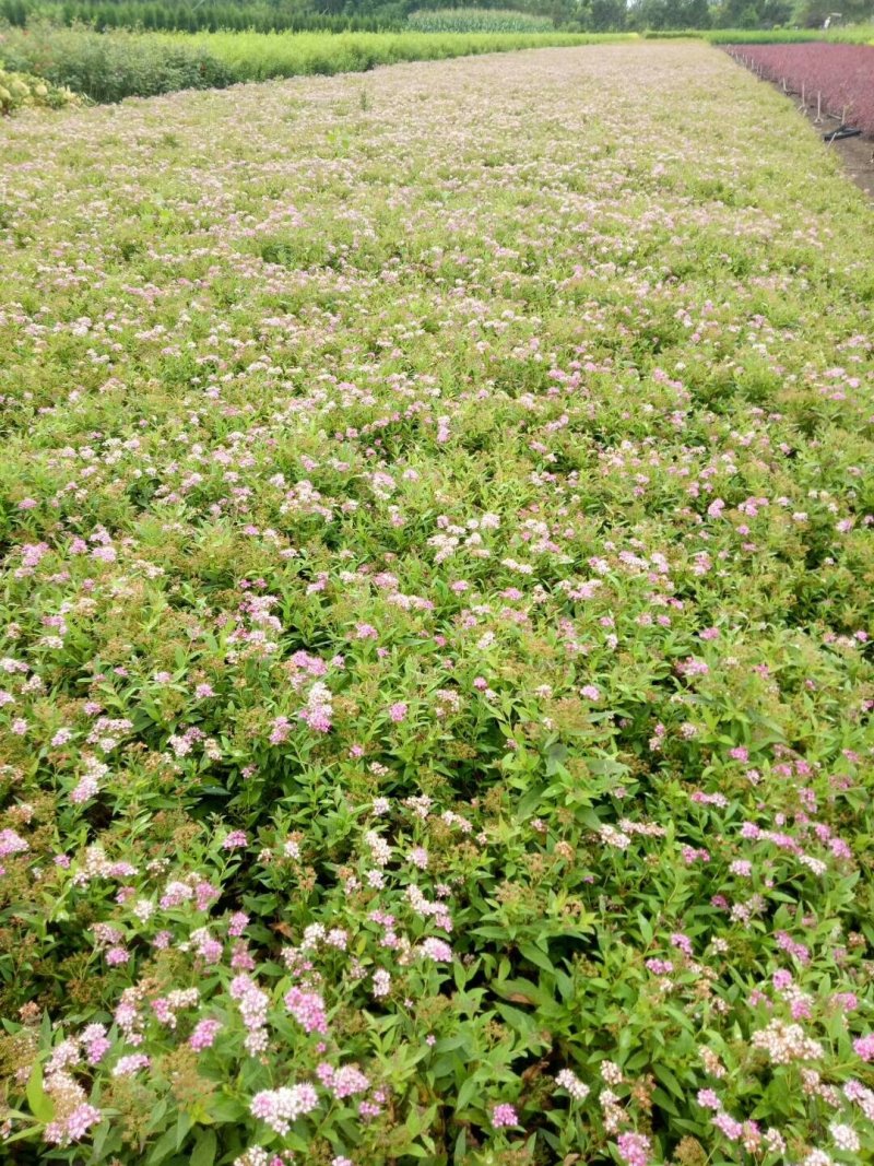 绣线菊-麻叶绣线菊-金山绣线菊-金焰绣线菊量大供应