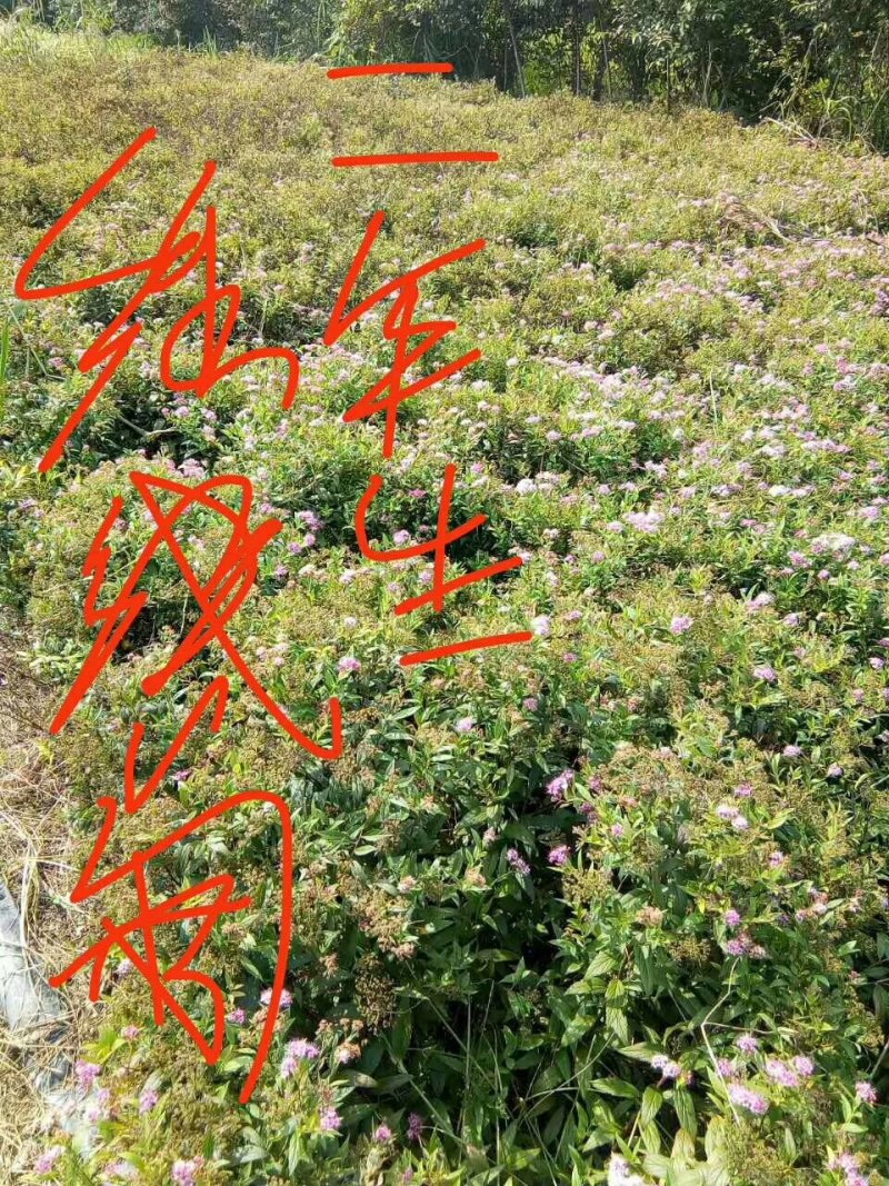 绣线菊-麻叶绣线菊-金山绣线菊-金焰绣线菊量大供应