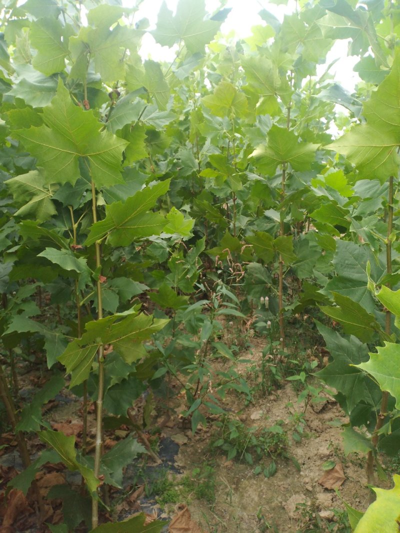 法桐苗速生法桐小树苗基地大量优质供应绿化苗